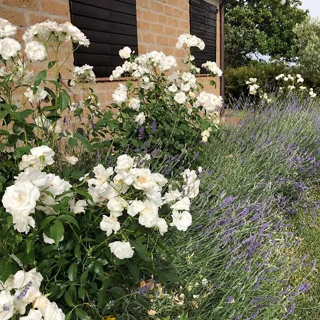 Country house Monolocale La Mimosa