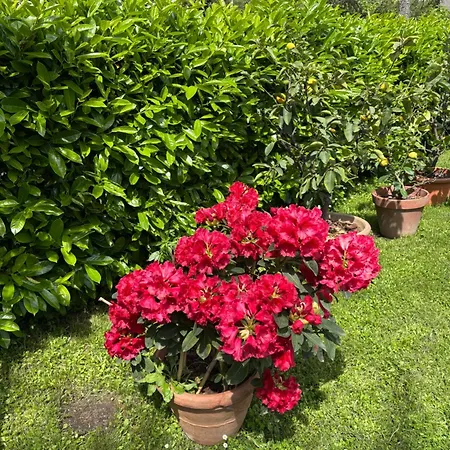 Monolocale La Mimosa Country house